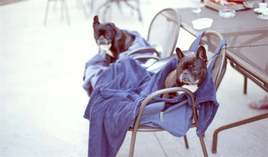 5 Proven Ways to Bond With Your Dog (Beyond Just Loving Them)