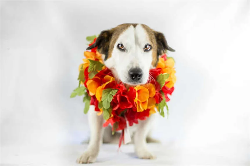 5 Proven Ways to Bond With Your Dog (Beyond Just Loving Them)