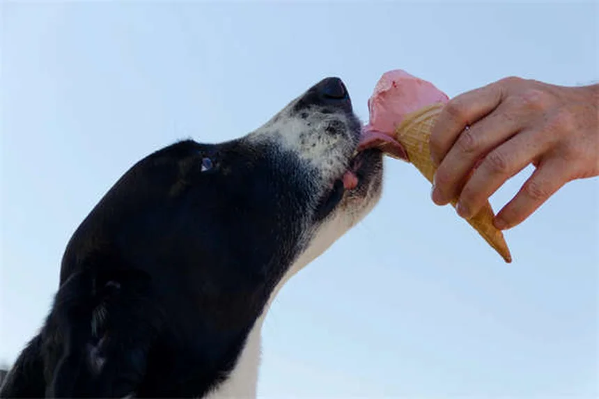 12 Best Cold Weather Dog Breeds That Love Snow (2024 Guide)
