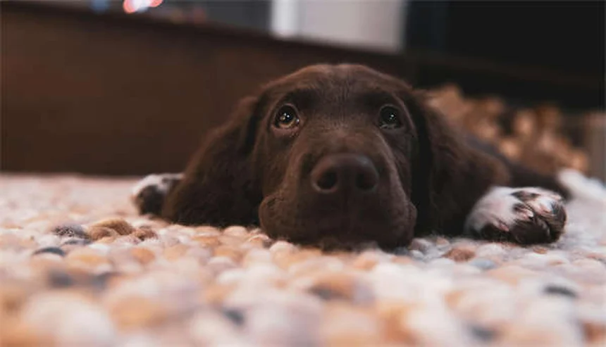 6 Toxic Cleaning Products That Could Harm Your Pets (And What to Use Instead)